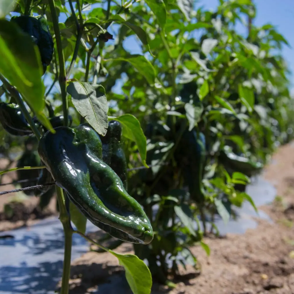 Arranca la temporada de chiles en nogada en Puebla Arranca la temporada de chiles en nogada en Puebla