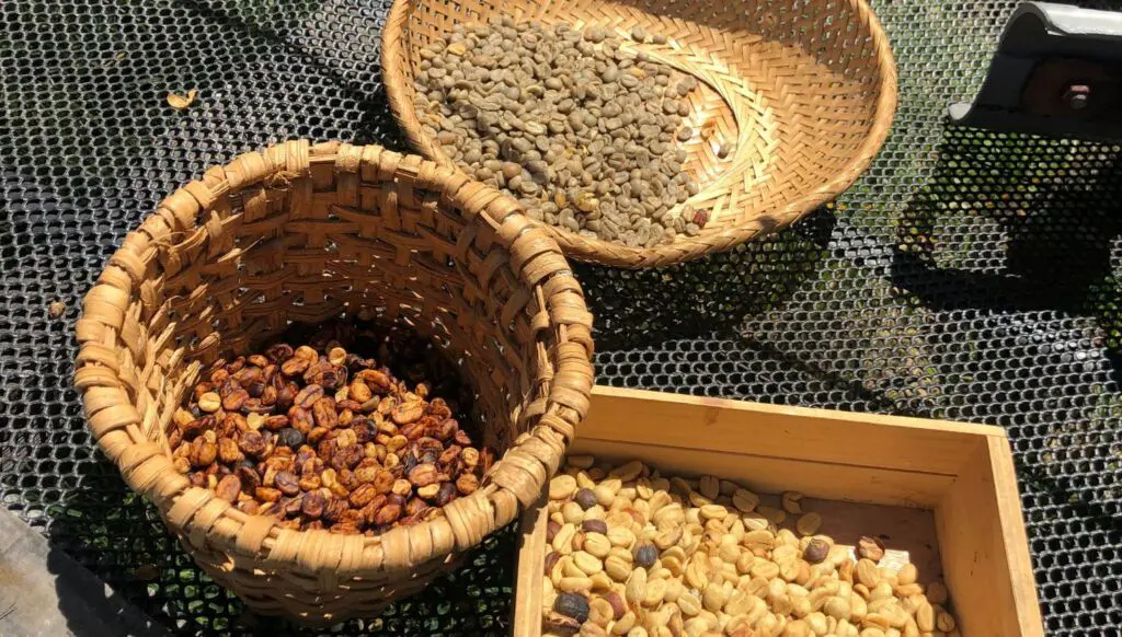 De cafetaleros y cacaoteros, tesoros de Costa Rica para el mundo De cafetaleros y cacaoteros, tesoros de Costa Rica para el mundo
