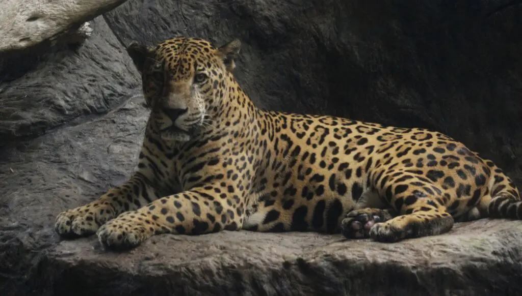 Explorando Manuel Antonio, una maravilla natural en Costa Rica 