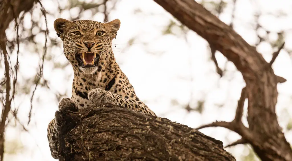 Virgin Limited Edition abre nuevo glamping de lujo en Kenia Virgin Limited Edition abre nuevo glamping de lujo en Kenia