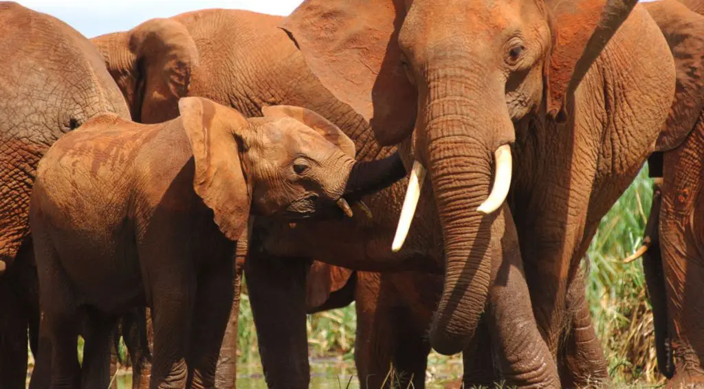 Virgin Limited Edition abre nuevo glamping de lujo en Kenia Virgin Limited Edition abre nuevo glamping de lujo en Kenia