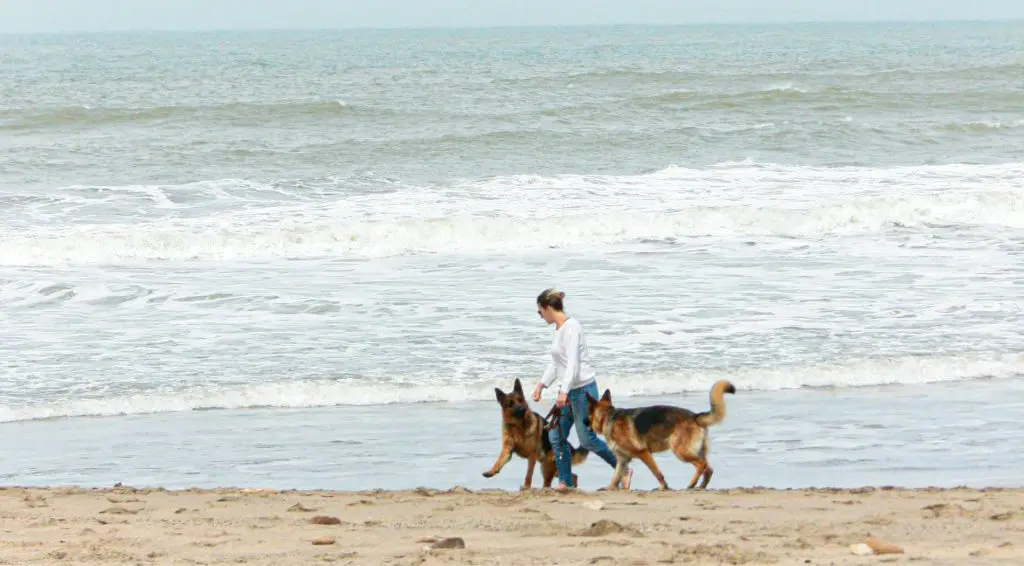 Hoteles Pet Friendly para vacacionar en la Riviera Maya