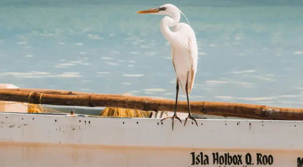 Hoteles y navieras tendrán 30% de descuento en viajes a Holbox Hoteles y navieras tendrán 30% de descuento en viajes a Holbox