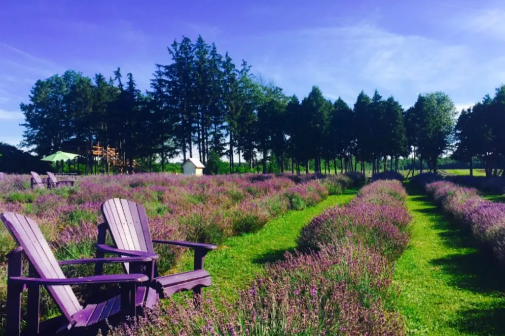 Ruta gastronómica en Laurentides