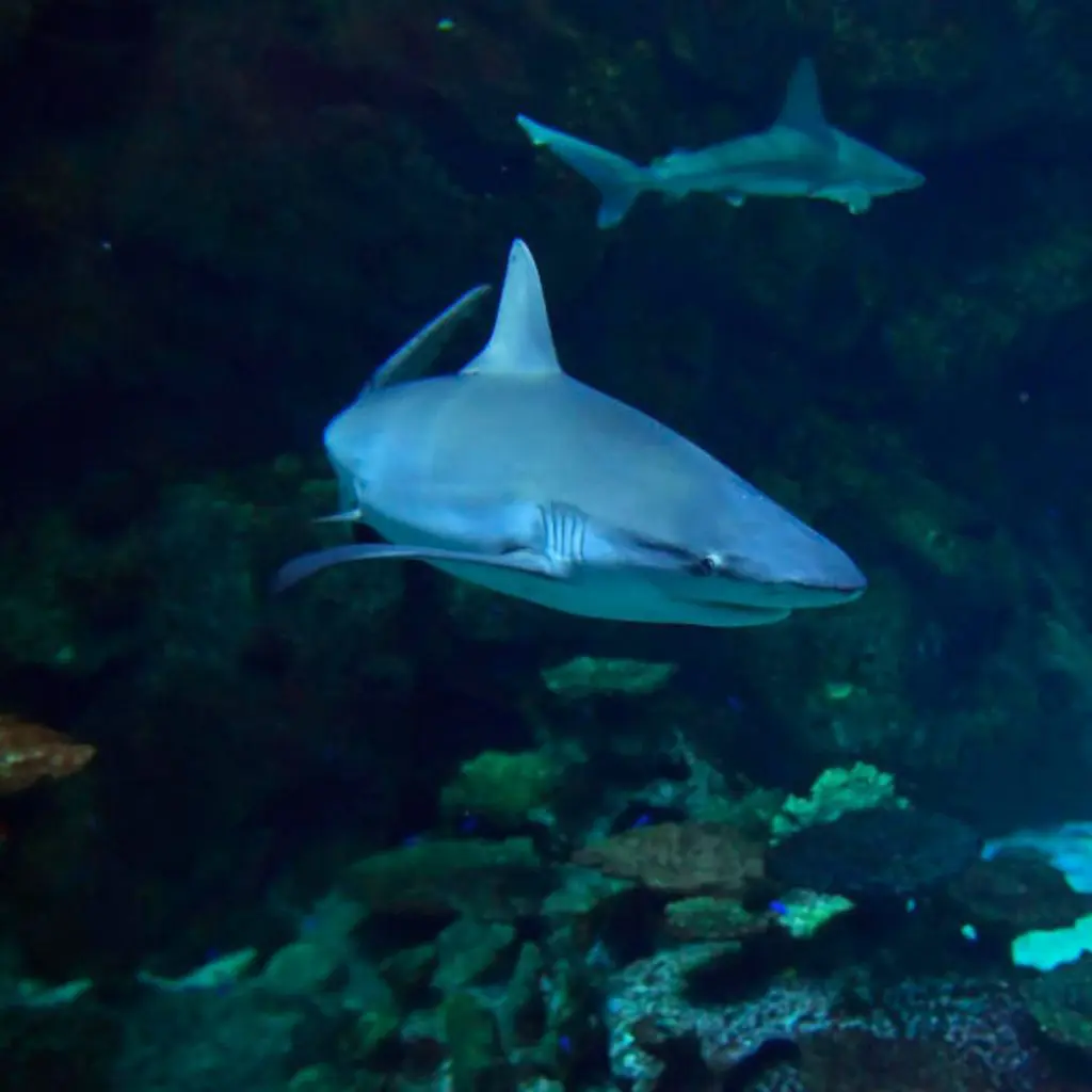 Acuario en Las Vegas. 