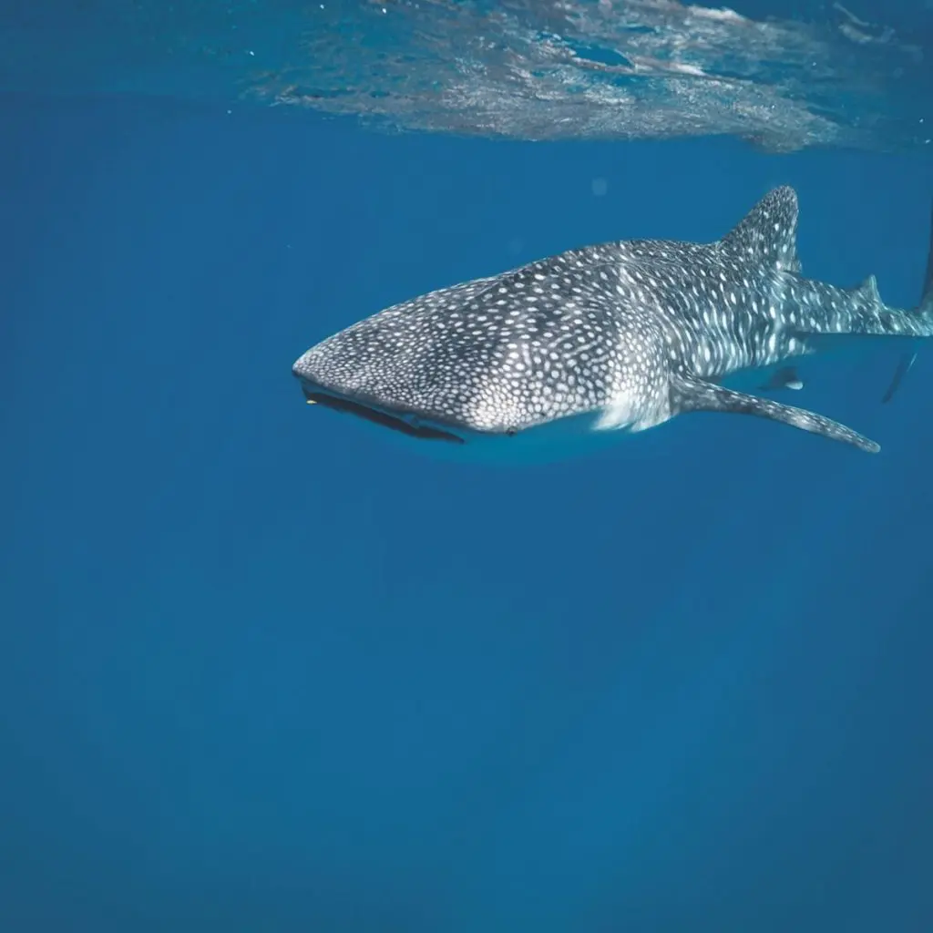 Avistamiento de animales en Baja California: itinerarios para explorar Avistamiento de animales en Baja California: itinerarios para explorar