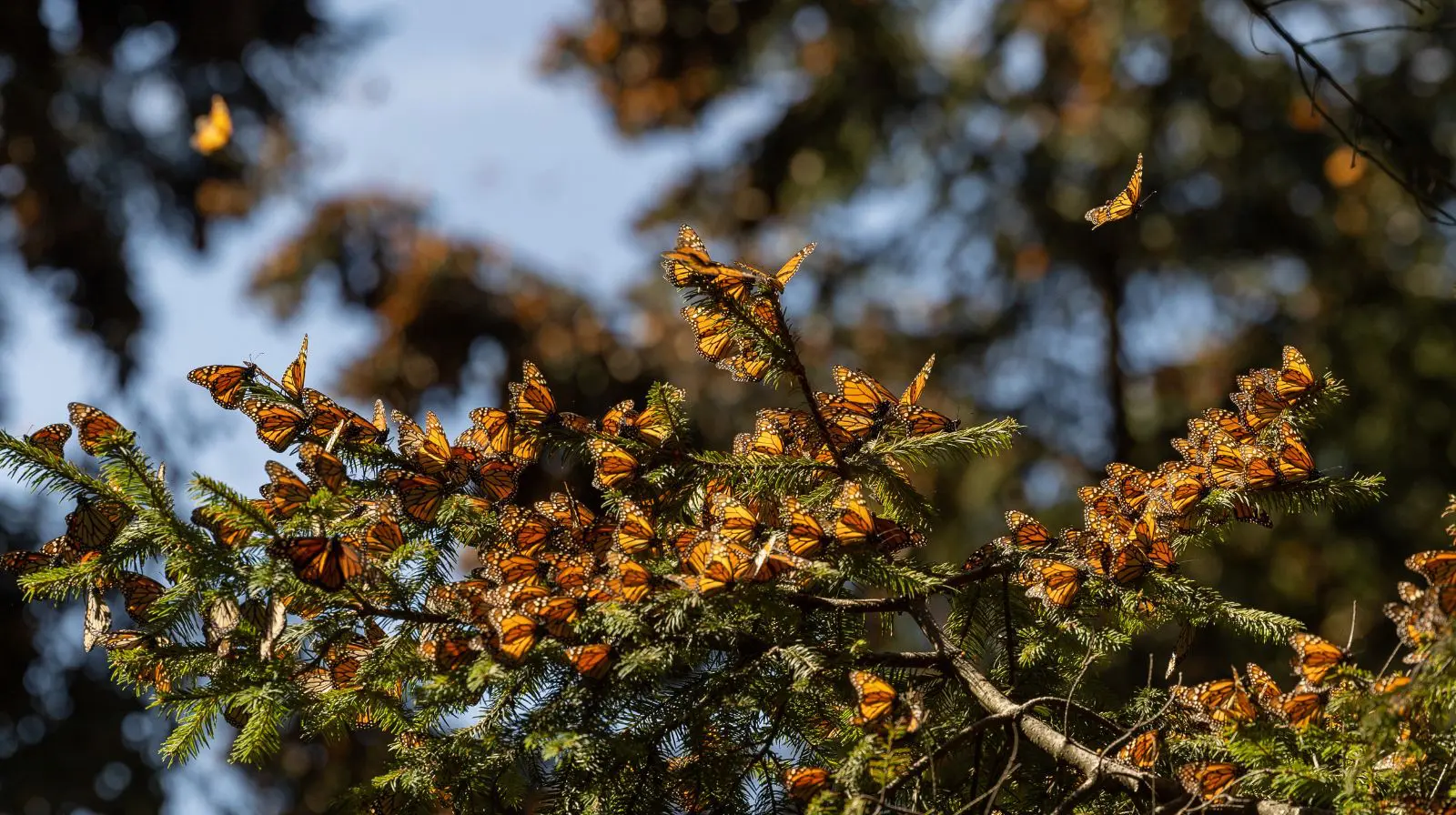 mariposa monarca en Michoacán