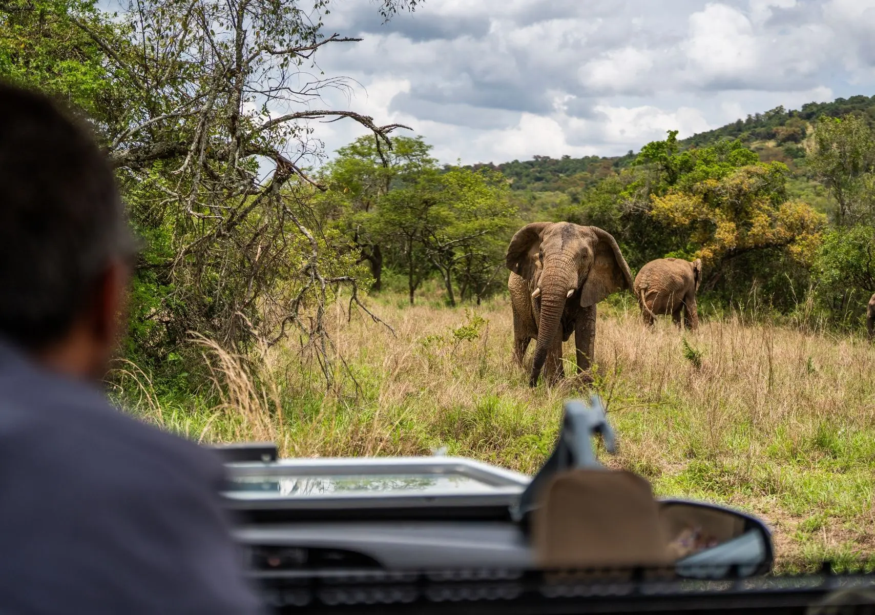Guía para viajar a un safari africano este 2026 Safari africano