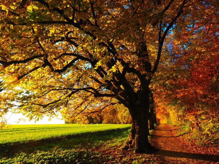 otoño-en-usa