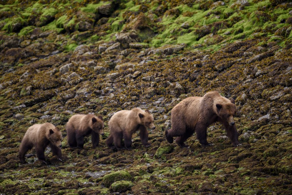 Donde ver osos en British Columbia