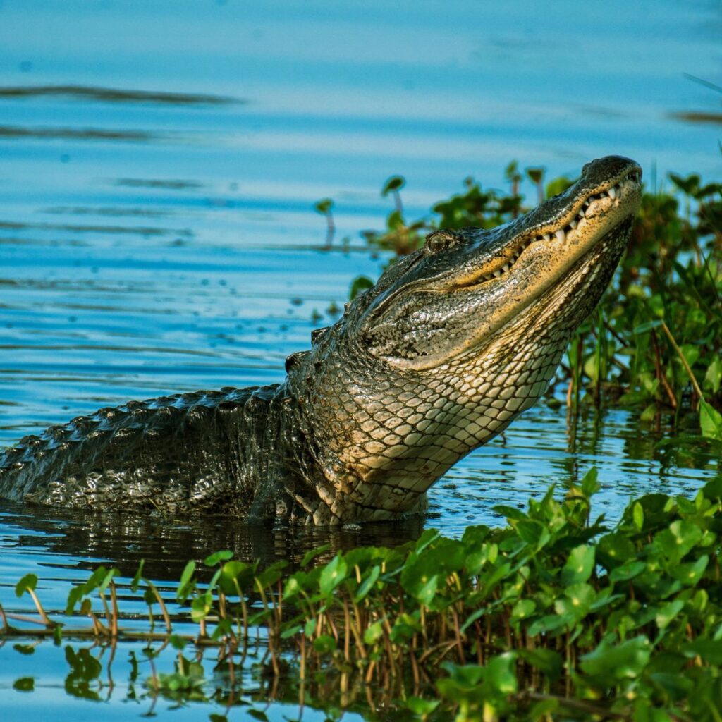 Everglades en Miami. 
