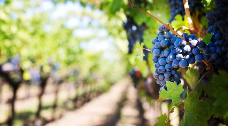Crecimiento industria del vino.