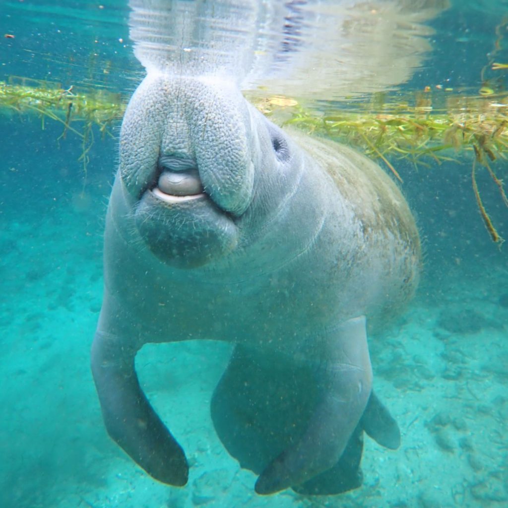 Manatíes en Florida.