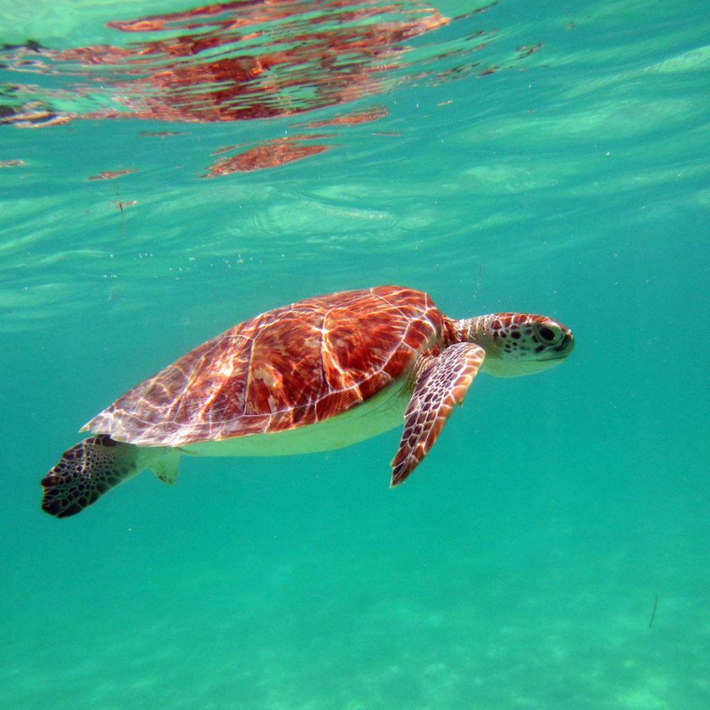 Akumal.