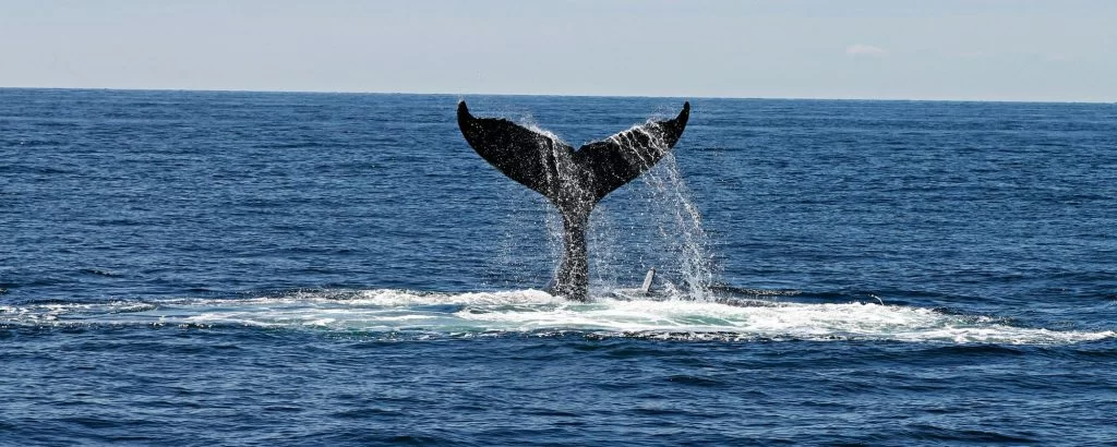 avistamiento de ballenas.