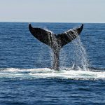 avistamiento de ballenas.