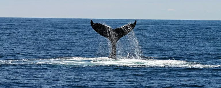avistamiento de ballenas.