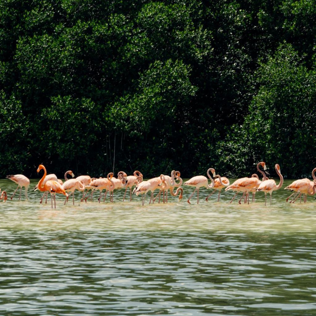 Flamingos en Yucatán. 