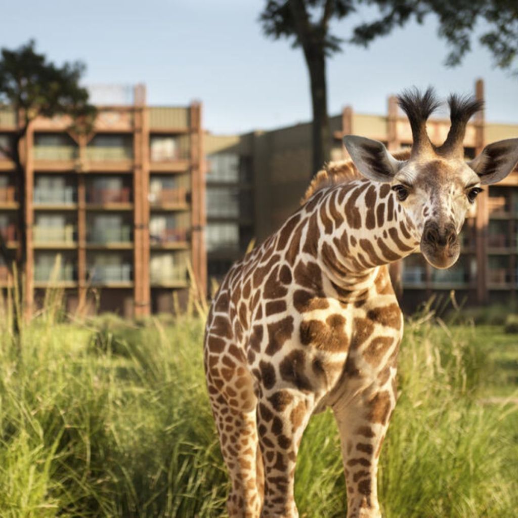 2. Disney’s Animal Kingdom Lodge.